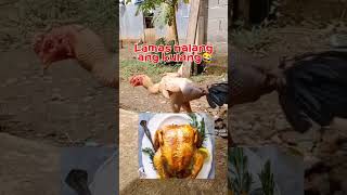 Ang Manok sa Bukid 1000subscriber highlightseveryone funny [upl. by Rana]