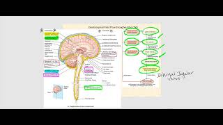 Lecture Video 5 The Brain [upl. by Trepur]