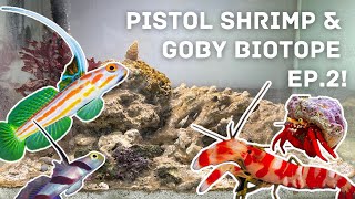 Pistol shrimpgoby quotbiotopequot pico marine tank  Ep 2 water equipment and first inhabitants [upl. by Lanrev775]