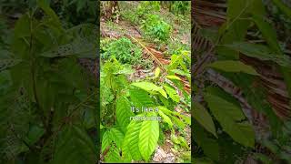 spraying of foliar fertilizer sa cacao [upl. by Ahtamat]