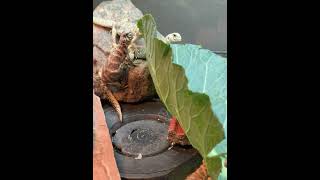 Ornate Uromastyx Eating Collared Greens [upl. by Eibrik529]