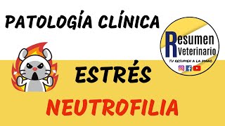 Neutrofilia  Estrés MEDICINA VETERINARIA [upl. by Otreblon]