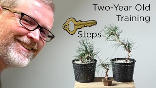 Bonsaify  Three Examples of Fall Work on Two Year Old Japanese Black Pine Bonsai Starters [upl. by Ytirahc]