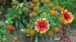 Blanket Flower Gaillardia [upl. by Dame]