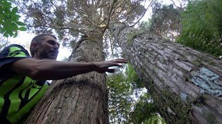 Freestyle Silviculture Tending the Forest [upl. by Iatnwahs]