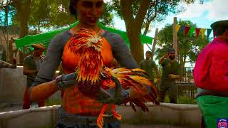 COCK FIGHT EP 3  FAR CRY 6  sidbrowngaming [upl. by Noed128]