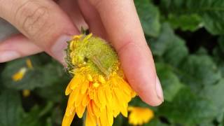 Plutella xylostella Diamondback Moth Larva [upl. by Waylan]