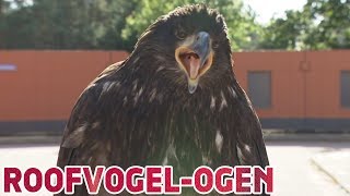 Hoe ziet een roofvogel zijn prooi vanuit de lucht  Kijkersvraag  Studio Snugger [upl. by Brinna]