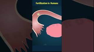 Sexual reproduction in human beings Feritilisation  human reproduction [upl. by Carney620]