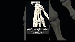 Kość haczykowata hamatum uczymy razem shorts anatomia medycyna 3d anatomy [upl. by Ardnuassak]