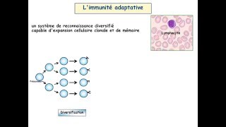 IMMUNOLOGIE IMMUNITE SPECIFIQUE ANTIINFECTIEUSE [upl. by Ynehpets]