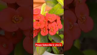 euphorbiamilii euphorbia crownofthorns homegardening gardenplants flower flowers plantslover [upl. by Scrope]