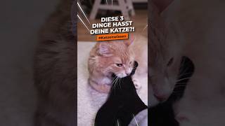 Diese 3 Dinge hasst deine Katze katze katzenleben katzenliebe katzenwissen katzenaufyoutube [upl. by Ragouzis]