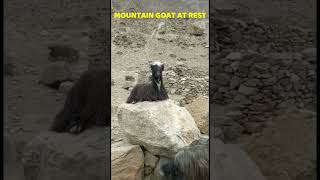 MOUNTAIN GOAT REST [upl. by Ggerk888]