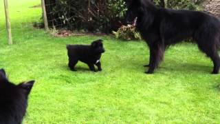 Groenendael puppies playing [upl. by Ahrat]