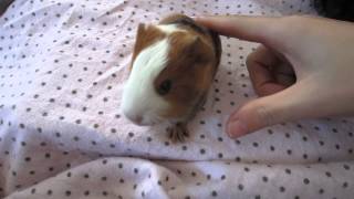 Baby guinea pig wheeking for five minutes straight [upl. by Alexandr]