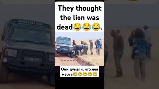 They thought the lion was deadfunny video [upl. by Cline]