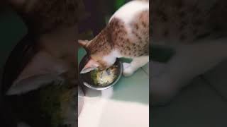 mao mao mao❤️ shortsfunny catvideos [upl. by Loredana]