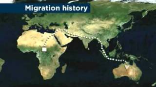 Aboriginal DNA provides human migration clues [upl. by Favianus]