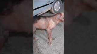 URGENT 🚨 DOG RESCUE NEEDED IN ABBOTTABADSEVERE SARCOPTIC MANGE Location Abbottabad Pakistan [upl. by Llebiram]