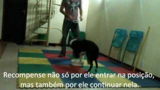 Adestramento de cães comando quotJuntoquot Adestrador André Poloni e Zap [upl. by Lareine112]