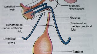 Umbilicus Clinical importance Part 1 Anterior abdominal wall [upl. by Spratt]