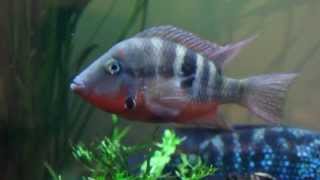 American Cichlid Species  Firemouth Cichlid quotThorichthys meekiquot [upl. by Pessa599]