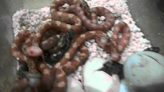 corn snake hatchlings hatching several clutches [upl. by Ilrac]