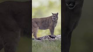 Florida Panther Endangered but Fighting Back 2024 cat facts wildlife [upl. by Aloysius138]