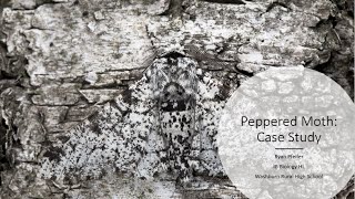 Evidence for Evolution Peppered Moth Case Study [upl. by Silera]