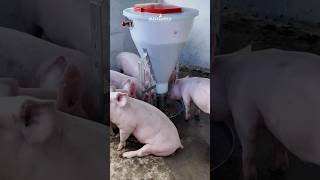 Es rentable la crianza de cerdos ecuador peru porcicultura pig lechones [upl. by Verdha]