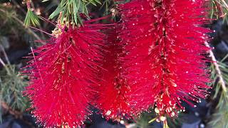 Cranbourne Botanic Gardens  Australian Native Plant Garden [upl. by Nahsaj]