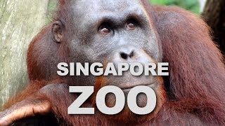 The Singapore Zoo Mandai Zoo [upl. by Vito601]