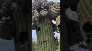 Have You Seen a Saguaro Cactus this Gnarly 😳🌵 saguaro cactus shorts [upl. by Leamhsi977]