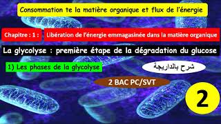 La glycolyse première étape de la dégradation du glucose 2bac SVTPC option français partie 2 [upl. by Eleirbag]