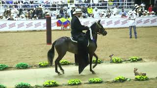 BENDICION DE LA ORQUIDEA PRIMERA FINALISTA PASO FINO COLOMBIANO FESTIVAL EQUINO PALERMO 2024 [upl. by Uziel]