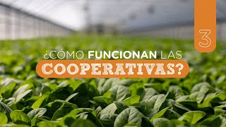 Y las Cooperativas ¿cómo funcionan [upl. by Anyahc]