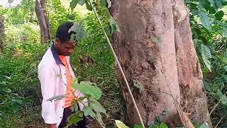 new santali video pipni leka udaw bole Lena 2924 reya video kana niya do johar gi [upl. by Ennavoj679]