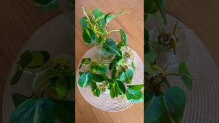 philodendron propogateplantsbycutting plantcommunity plantslover plantsmakemehappy [upl. by Carlota]