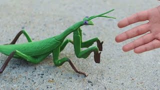 GIGANTIC PRAYING MANTIS [upl. by Einreb]