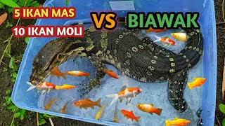 kalau 10 Ikan MOLI  5 Ikan MAS vs BIAWAK apa yg akan terjadi [upl. by Stern117]