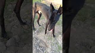 Greyhound Dog 🐶 Greyhound dog breed  italian greyhound dog• greyhound dog running training videos [upl. by Berkow]