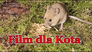 Film dla kota 🐭 myszy i ptaki [upl. by Aitsirk]