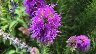 Plant Profile Dense Blazing Star  Liatris spicata [upl. by Essinger]