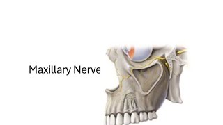 Trigeminal Nerve  Maxillary nerve V2 [upl. by Lolanthe]