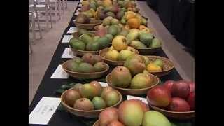 International Mango Festival  Fairchild Tropical Garden [upl. by Odlabu]