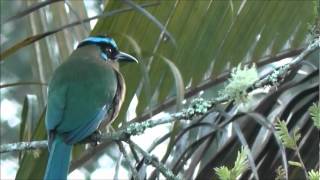 Highland Motmot  Momotus aequatorialis [upl. by Cutcliffe]