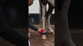 How to remove stains from your horses coat [upl. by Roydd]