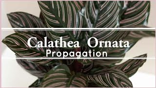 Calathea Plant Care and Propagation [upl. by Hallee371]