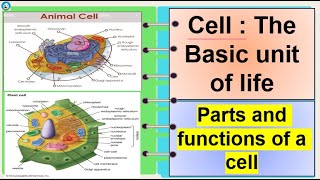 Science 7 Parts and functions of a cell [upl. by Ecaroh]